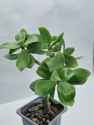 Crassula ovata Blue Waves
