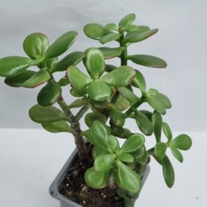 Crassula Hot Lip