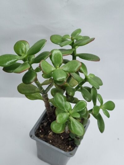 Crassula Hot Lip