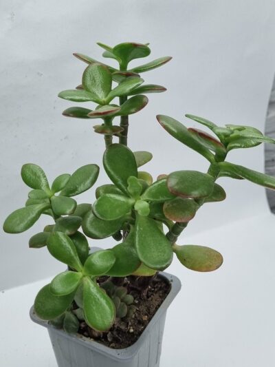 Crassula Hot Lip - Зображення 2