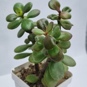 Crassula Hot Lip