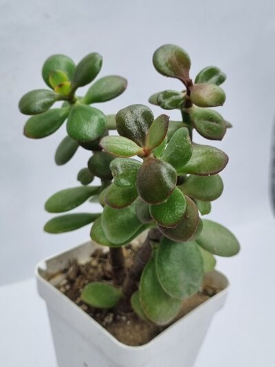 Crassula Hot Lip