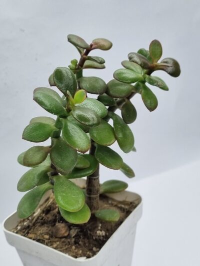 Crassula Hot Lip - Зображення 2