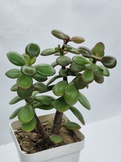 Crassula Hot Lip - Зображення 3