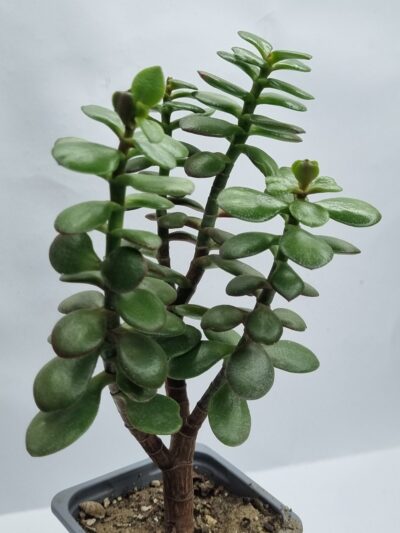 Crassula Hime Ougon Kagetsu - Зображення 2