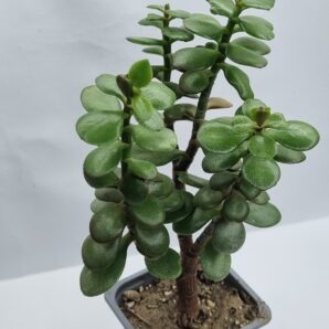 Crassula Hime Ougon Kagetsu