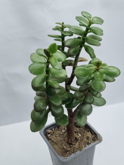 Crassula Hime Ougon Kagetsu