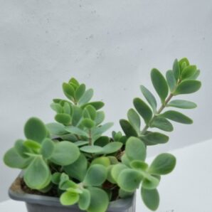 Kalanchoe Alticola