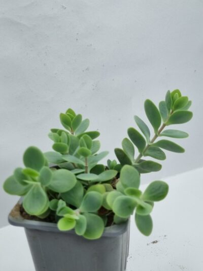 Kalanchoe Alticola