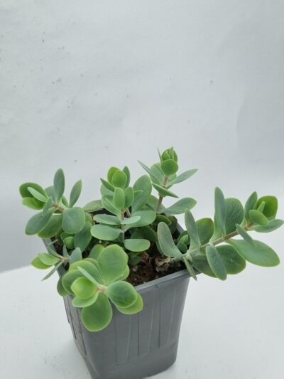 Kalanchoe Alticola - Зображення 2