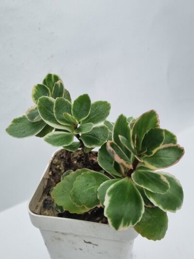 Kalanchoe Blossfeldiana var Tricolor - Зображення 3