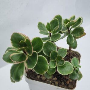 Kalanchoe Blossfeldiana var Tricolor