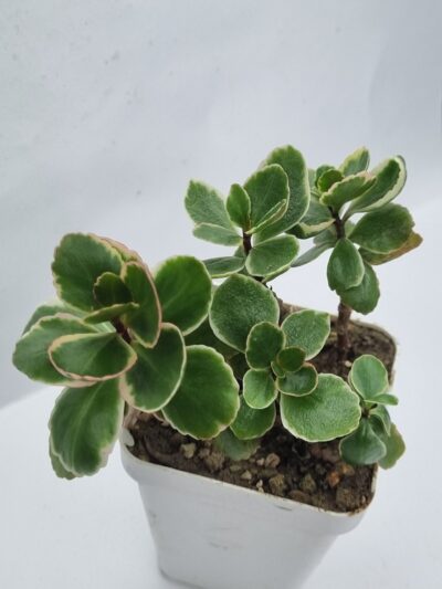 Kalanchoe Blossfeldiana var Tricolor