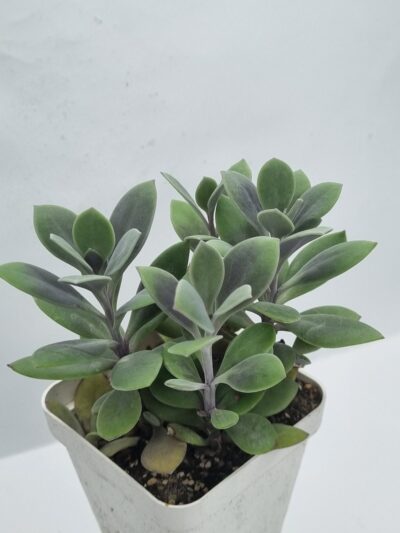 Senecio Fulgens - Зображення 2