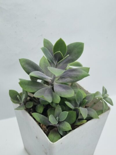Senecio Fulgens - Зображення 2