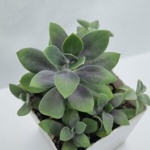 Senecio Fulgens
