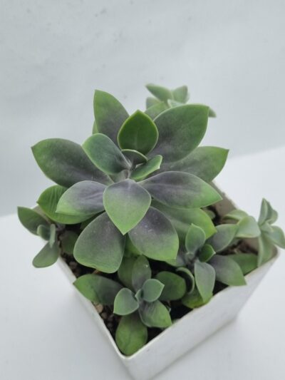 Senecio Fulgens