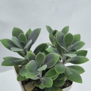 Senecio Fulgens