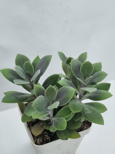 Senecio Fulgens