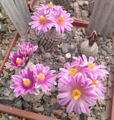 Turbinicarpus valdesianus HO246 -насіння-seeds-