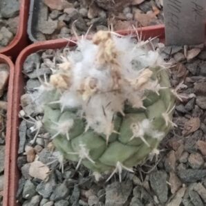 Turbinicarpus lophophoroides HO670