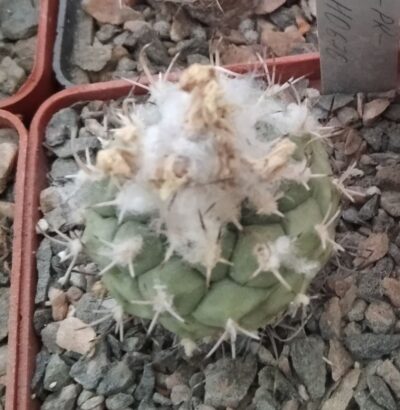 Turbinicarpus lophophoroides HO670