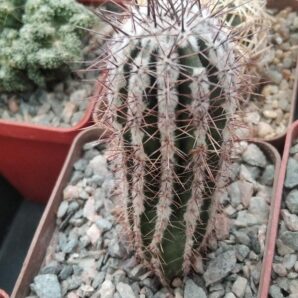 Еchinopsis сv. "Haku-yo-maru" -Japan-