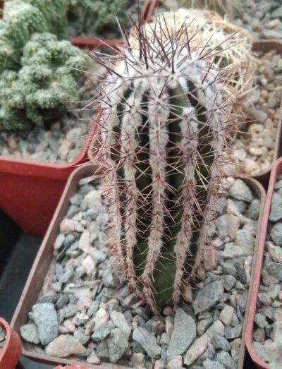Еchinopsis сv. "Haku-yo-maru" -Japan-