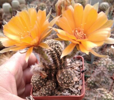 Lobivia atrovirens v. yuncharasensis R91 -MG- дітки-