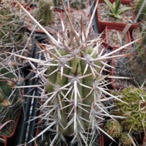 Trichocereus chilensis -MG-