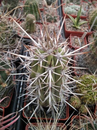 Trichocereus chilensis -MG-