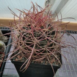 Ferocactus cylindraceus -MG- cube-12cm-