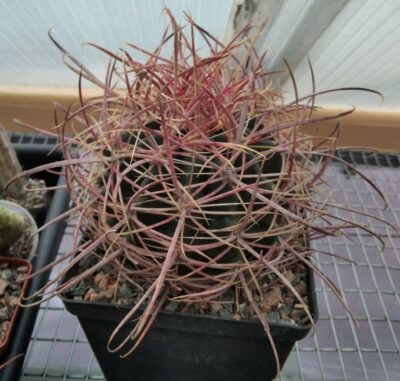 Ferocactus cylindraceus -MG- cube-12cm-