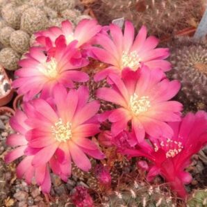 Sulcorebutia totorensis HS32 -дітки-