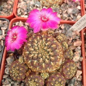 Sulcorebutia rauschii f. gold -small pink flovers -дітки-