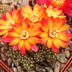 Sulcorebutia markusii L333 -дітки-