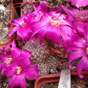 Sulcorebutia albissima -super white -дітки-