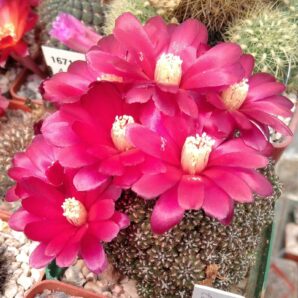 Sulcorebutia pulchra HS78 -вкорінені дітки-