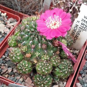 Sulcorebutia steinbachii v. horrida WR259 -дітки-