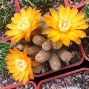 Lobivia famatimensis v. bonniae - дітки-