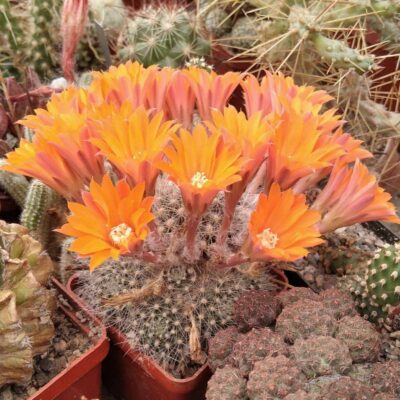 Aylostera flavistyla -багатодітна мама-