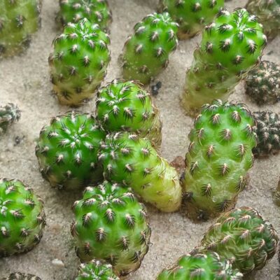 Sulcorebutia pulchra HS78 -вкорінені дітки- - Зображення 2