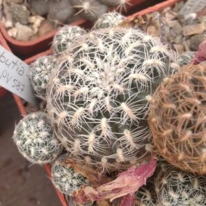 Sulcorebutia crispata PV587 -дітки-