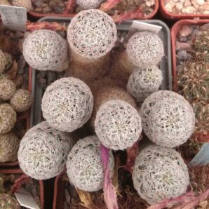 Sulcorebutia alba R472 -дітки-