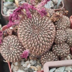 Sulcorebutia spec.HS151 (clone 2) -дітки-