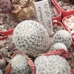 Sulcorebutia alba HS-74 -дітки-