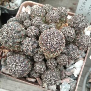 Sulcorebutia tarabucoensis -дітки-