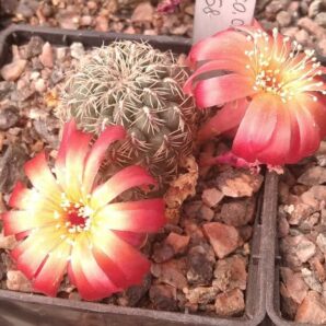 Sulcorebutia canigueralii EM358 -дітка-