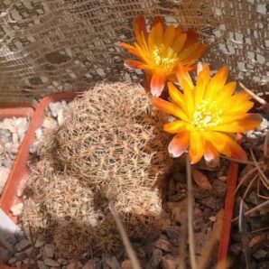 Sulcorebutia krugerae -дітки-