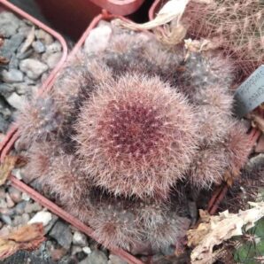 Sulcorebutia swobodae HS27b -дітки-